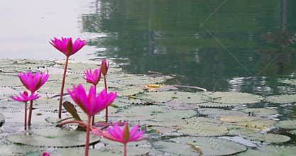 Beautiful Lotus flower in the pond in Angkor Wat complex, Siem Ream Cambodia