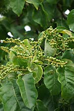 Antidema thwaitesianum Also called Buah Buni on the tree. Antidema have 101 accepted species in the genus