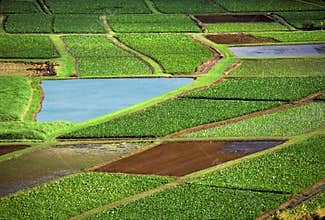Agriculture fields