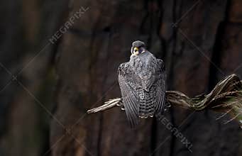 A Peregrine Falcon in New Jersey