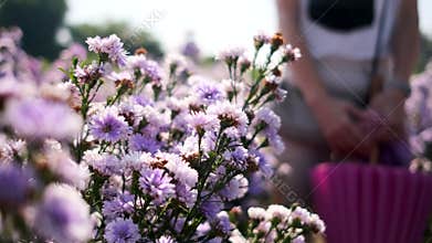 Field of purple flowers in morning, fresh and lovely garden, beautiful scenery.