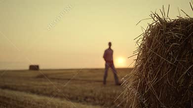 Man walk haystack field at golden sunset cropping season. Agriculture concept