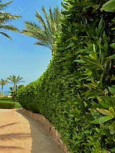 hedge park leaves sun palm trees resort tropics