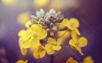 Rapeseed or colza flower closeup