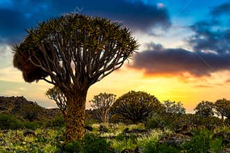 Sunset behind quiver trees in Africa. Unique quiver tree forest, Keetsmanshoop, Namibia