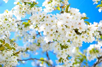 Spring