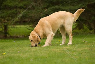 Golden retriever pupppy