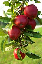 Apple Tree