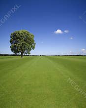 Lonely Oak