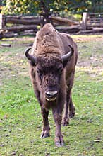 European bison (bison bonasus)