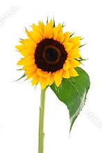 Sun Flower Collection
