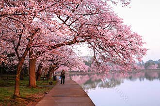 Cherry Blossom Festival Loop Washington DC