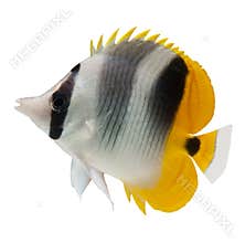 Butterflyfish reef fish on white background