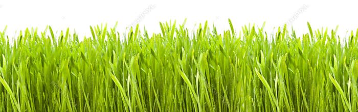 Grass