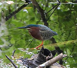 Green Heron at Six Mile Cypress Swamp