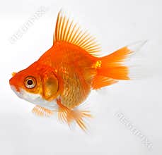 Gold fish