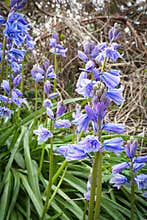 Spring As Arrived And Bluebells Arrive