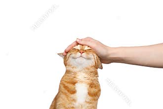 Woman`s hand stroking a ginger cat on Isolated white background
