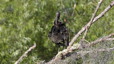 Glossy Ibis Grooms its Feathers