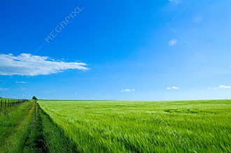 Green field 6