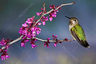 Green Backed Hummingbird