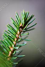 Close up artistic rendering of vertical pine needles