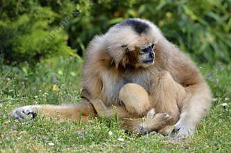 Lar gibbon with its young on grass