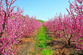 Pink Nectarine Trees, Israel