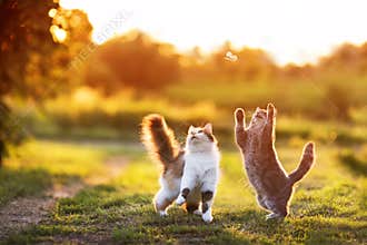 fluffy cat friends catch a flying butterfly with their paws on a sunny summer meadow