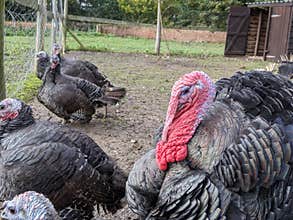 A flock or rafter of turkey& x27;s with a big red wattle family