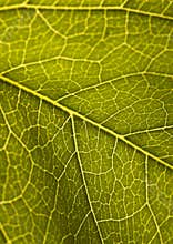 Leaf