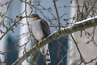 Eurasian sparrowhawk bird, Accipiter nisus