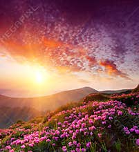 Spring landscape with the cloudy sky and Flower