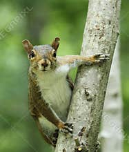 Gray Squirrel on Tree Trunk
