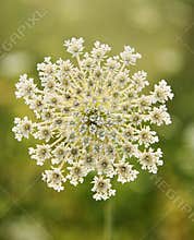 Wild carrot flower.
