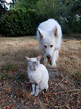 White dog white cat