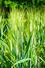 Plants of wheat cereal Triticum durum  Botany and nutrition