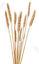Ears of wheat