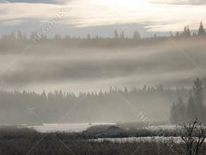 Foggy Forest
