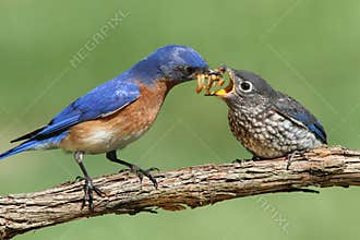 Male Eastern Bluebird With Baby