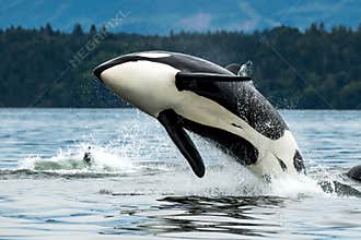 Bigg's orca whale jumping out of the sea in Vancouver Island, Canada
