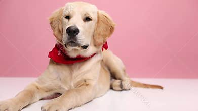 adorable young golden retriever in studio