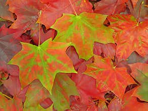 An abstract maple leaves fall background