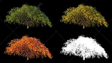 4K Japanese Maple seamless wind animation loop with alpha channel