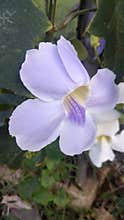 Flowers beauty beetween leaf