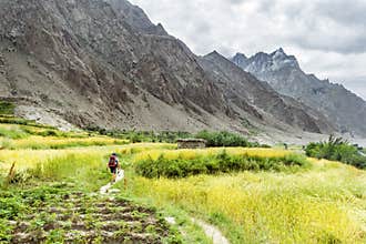 Hiker walking along the wheat fields near Hushe village, Gondogoro La trek, Gilgit-Baltistan, Pakistan
