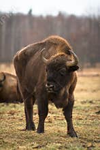 Bison