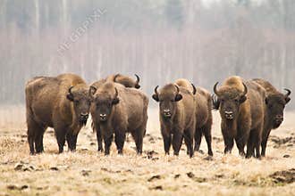 European Bisons