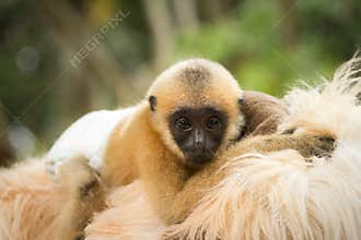 Gibbon baby