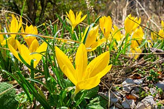 Yellow Crocuses. Zagori, Epirus, Greece